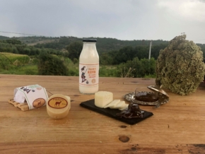 Queijo e Iogurte Kefir
